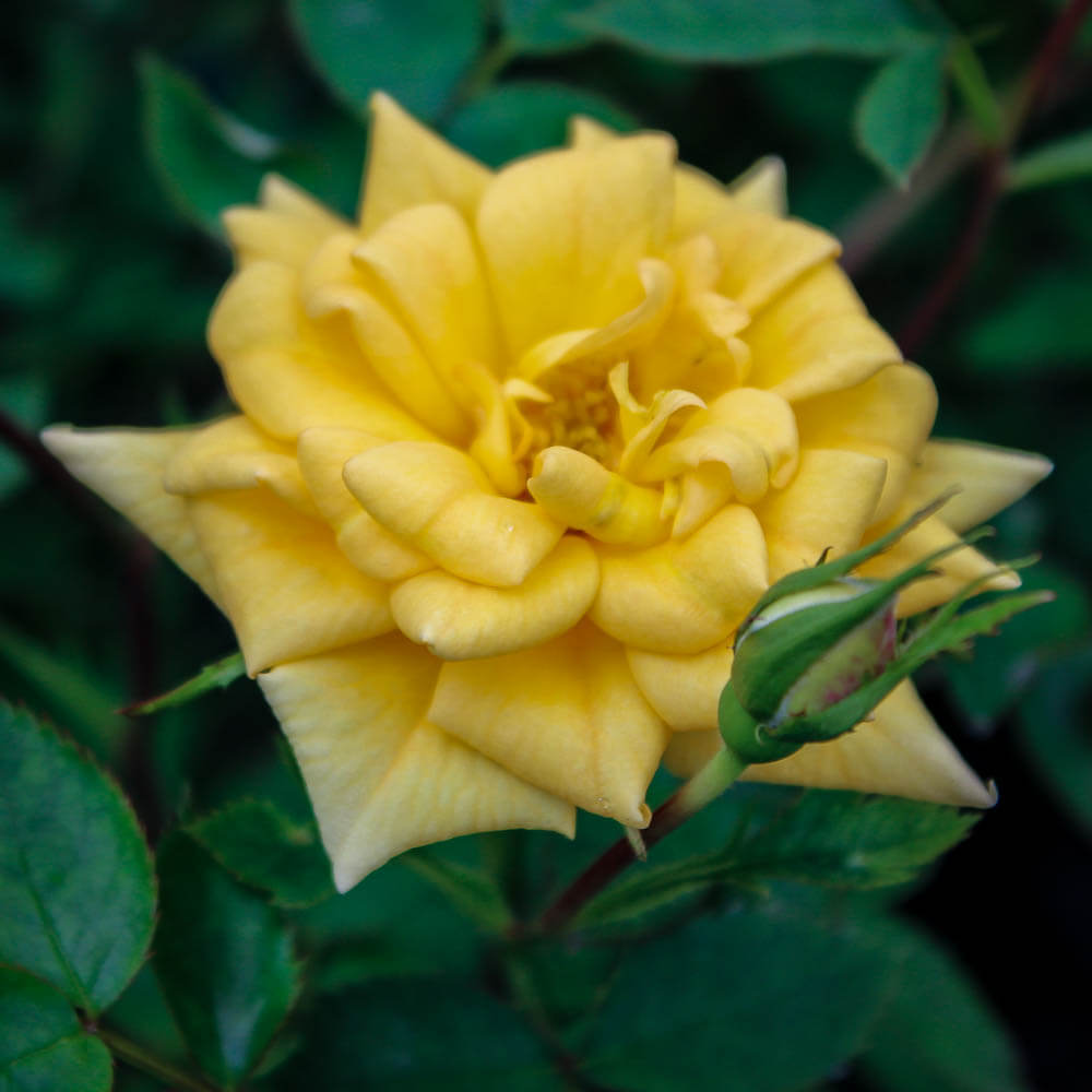 Rise'n Shine Miniature Rose Seeds - Heirloom Flower Plant for Home Gardens