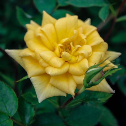 Rise'n Shine Miniature Rose Seeds - Heirloom Flower Plant for Home Gardens