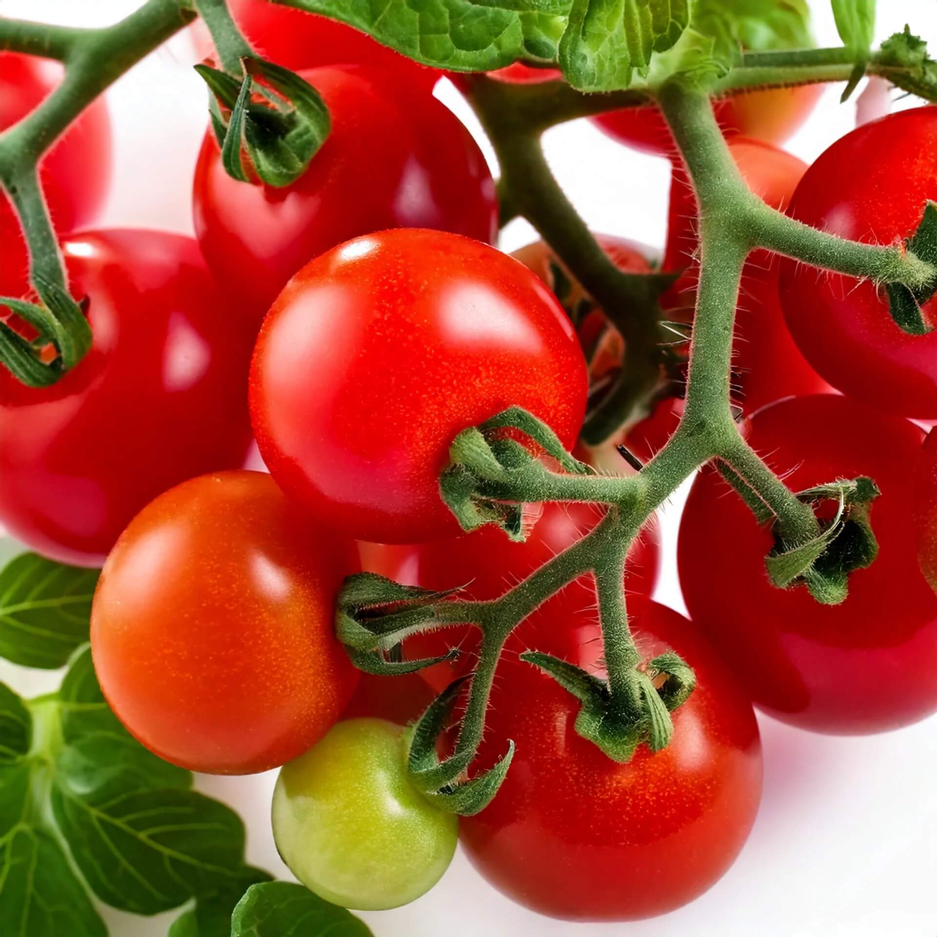 Robin Tomato Seeds