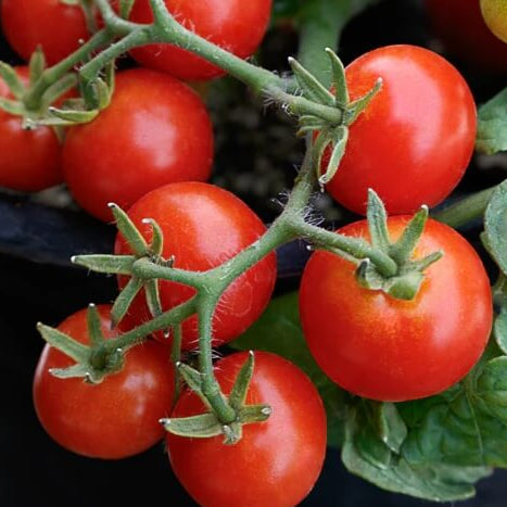Robin Tomato Seeds