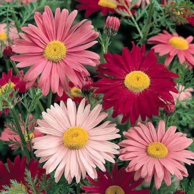 Robinsons Daisy Painted Chrysanthemum Seeds