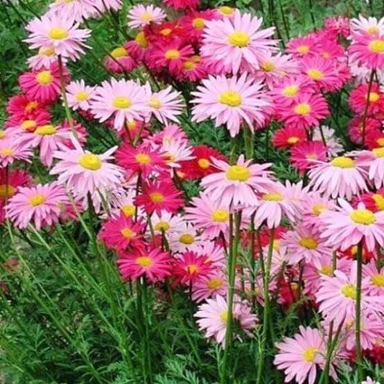 Robinsons Daisy Painted Chrysanthemum Seeds