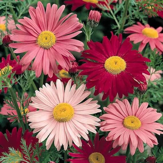 Robinsons Painted Daisy Seeds