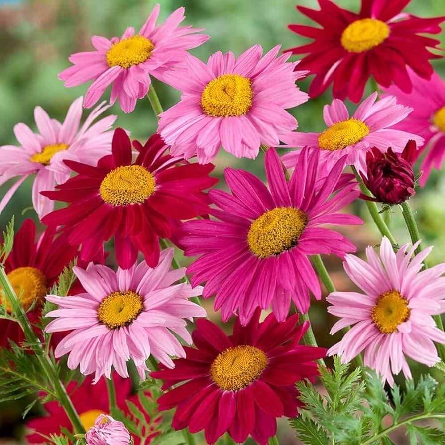 Robinsons Painted Daisy Seeds