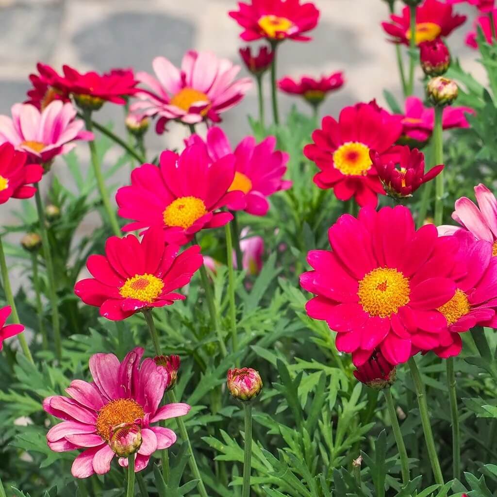 Robinsons Painted Daisy Seeds