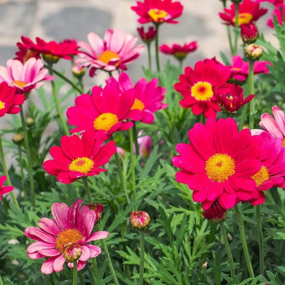 Robinsons Painted Daisy Seeds