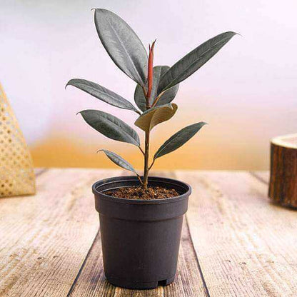 Robusta Rubber Plant seeds - Flower Plant