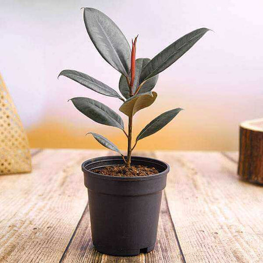 Robusta Rubber Plant seeds - Flower Plant
