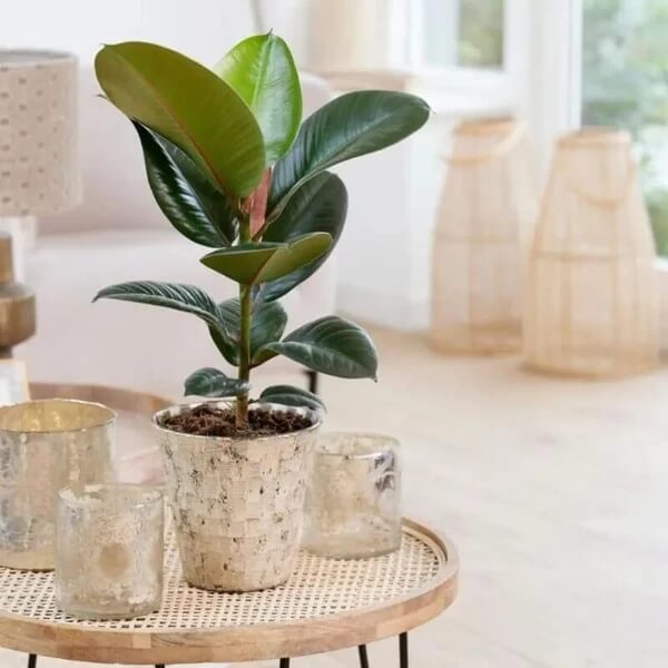Robusta Rubber Plant seeds - Flower Plant