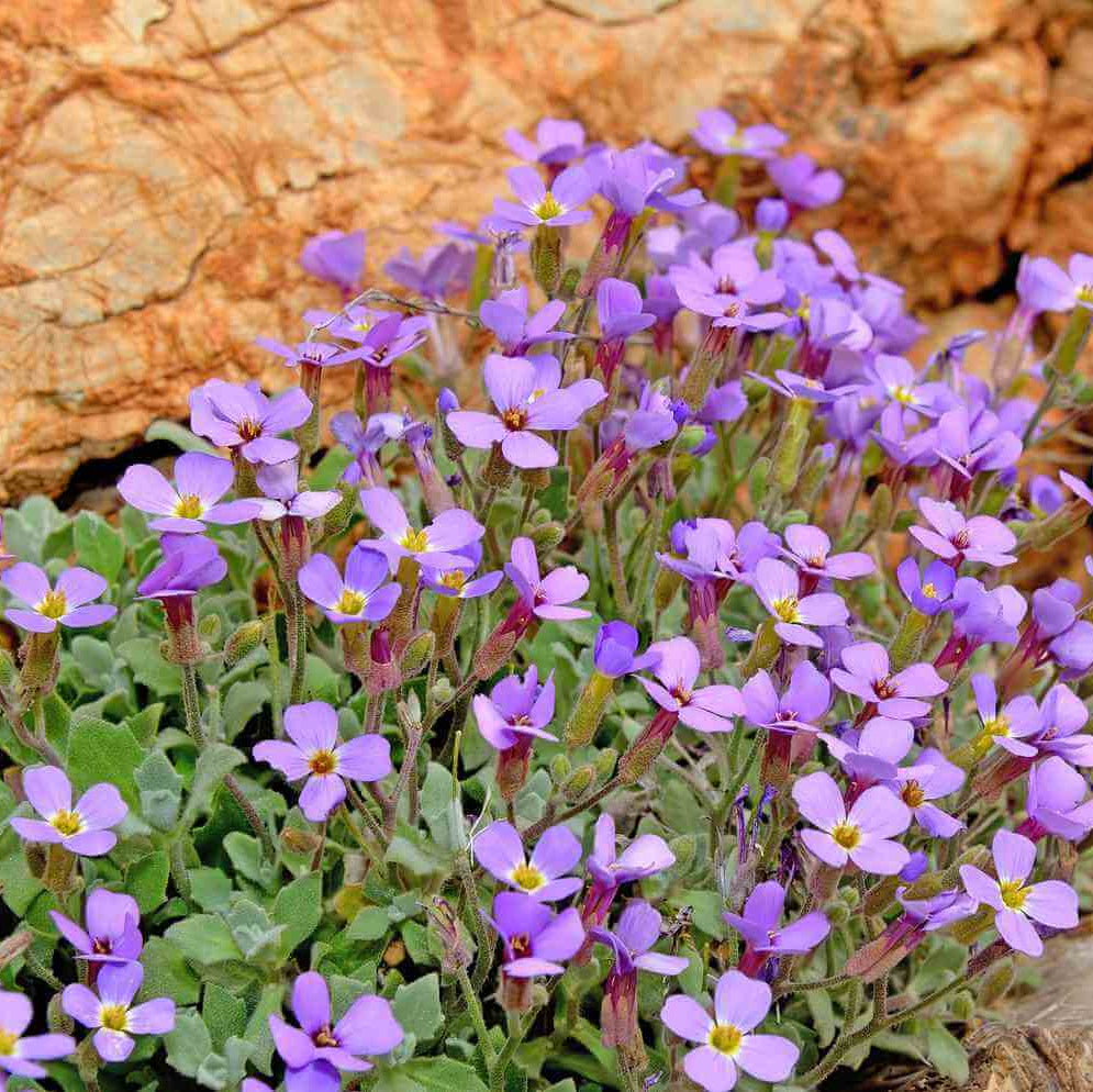Rock Cress Seeds - Flower Plant