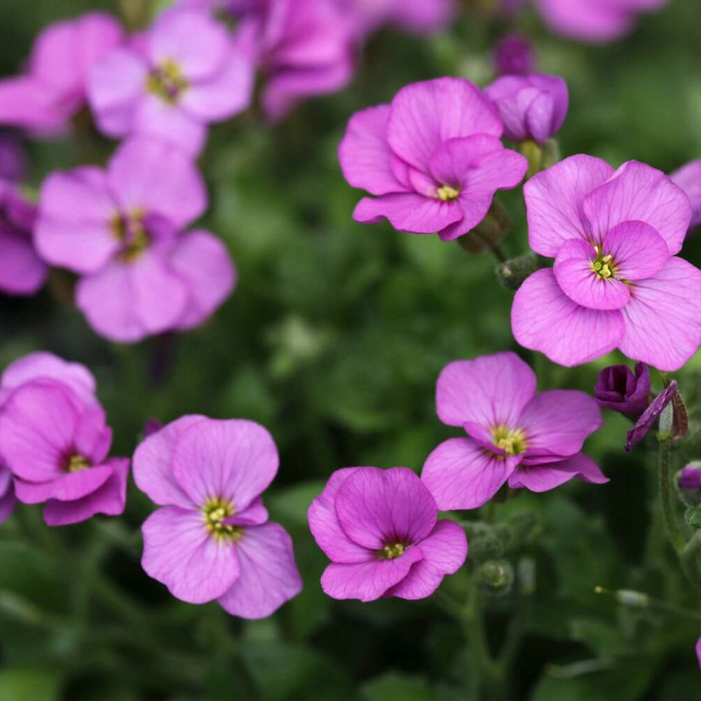 Rock Cress Seeds - Flower Plant
