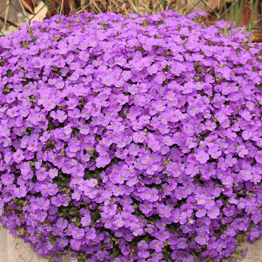 Rock Cress Seeds - Flower Plant