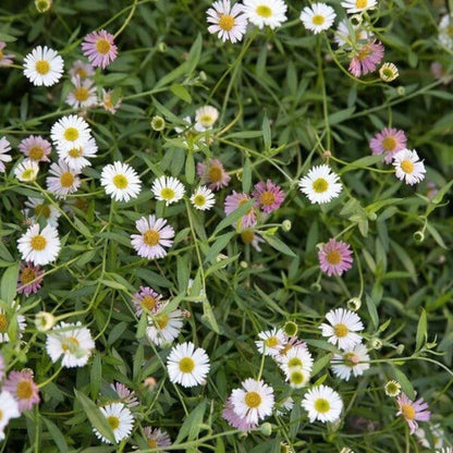 Rock Garden Daisy Seeds - Flower Plant
