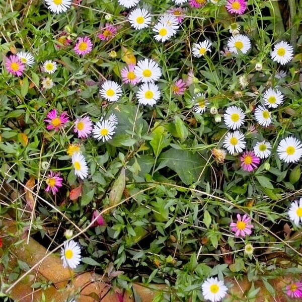 Rock Garden Daisy Seeds - Flower Plant