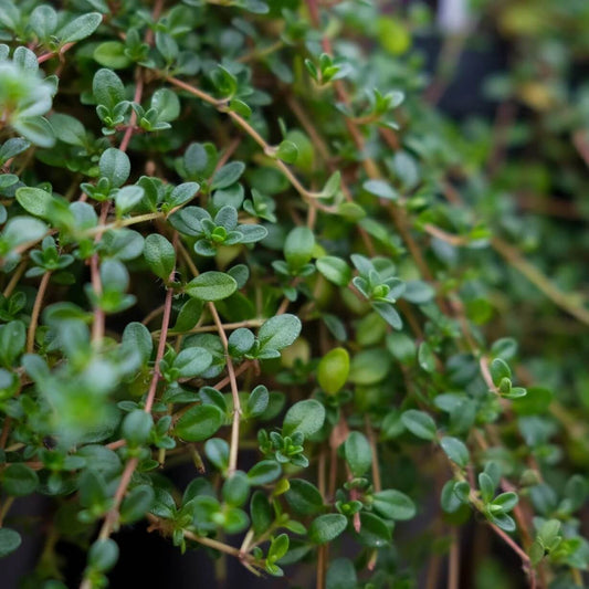 Rock Garden Thyme Seeds