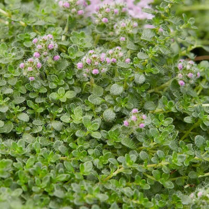 Rock Garden Thyme Seeds