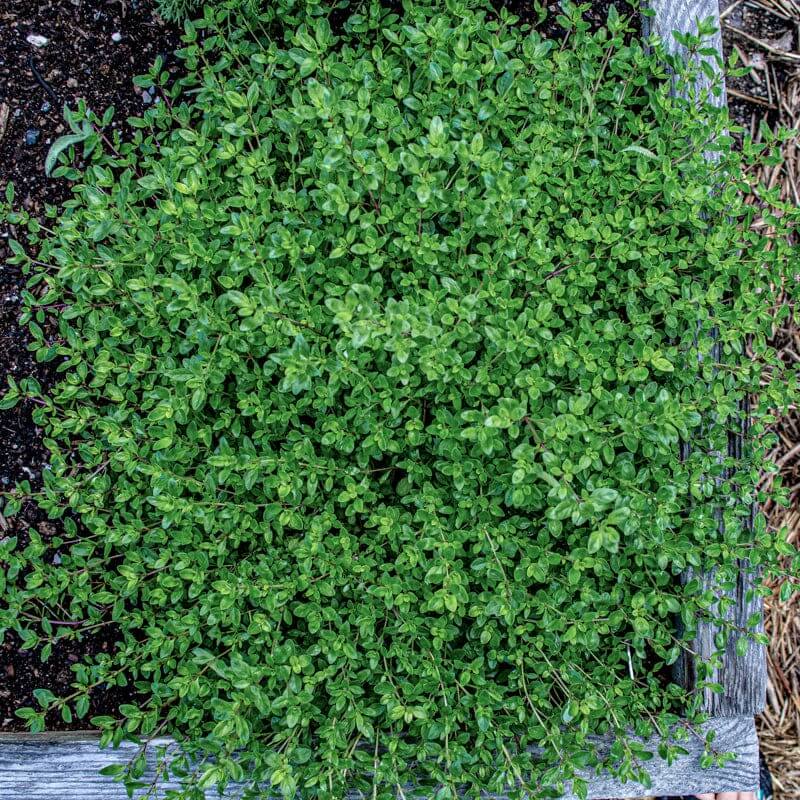 Rock Garden Thyme Seeds