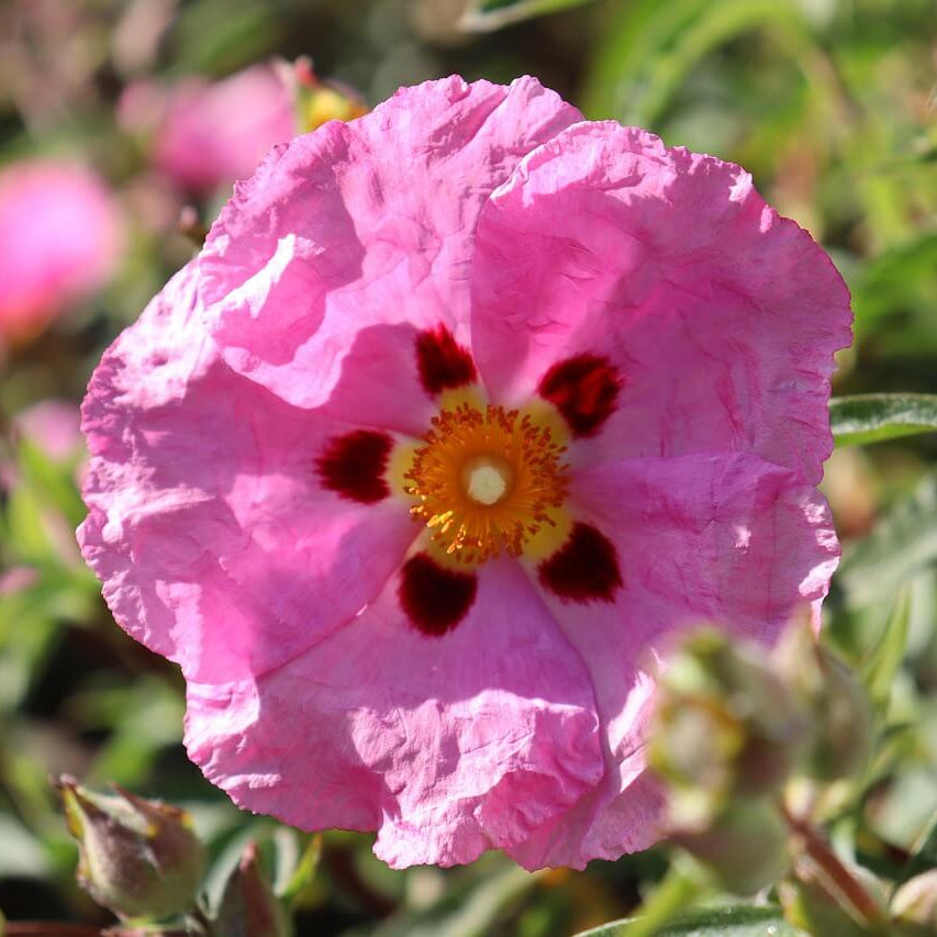 Rock Rose Seeds - Flower Plant