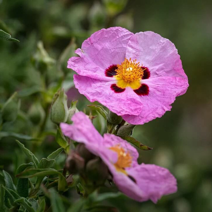 Rock Rose Seeds - Flower Plant