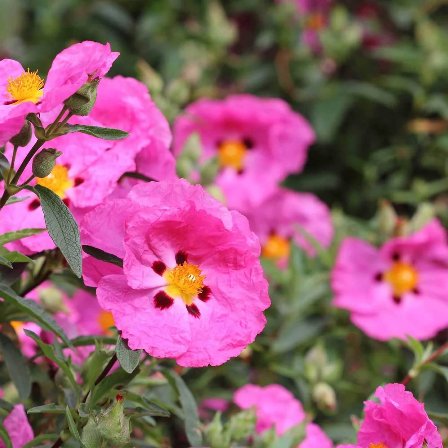Rock Rose Seeds - Flower Plant