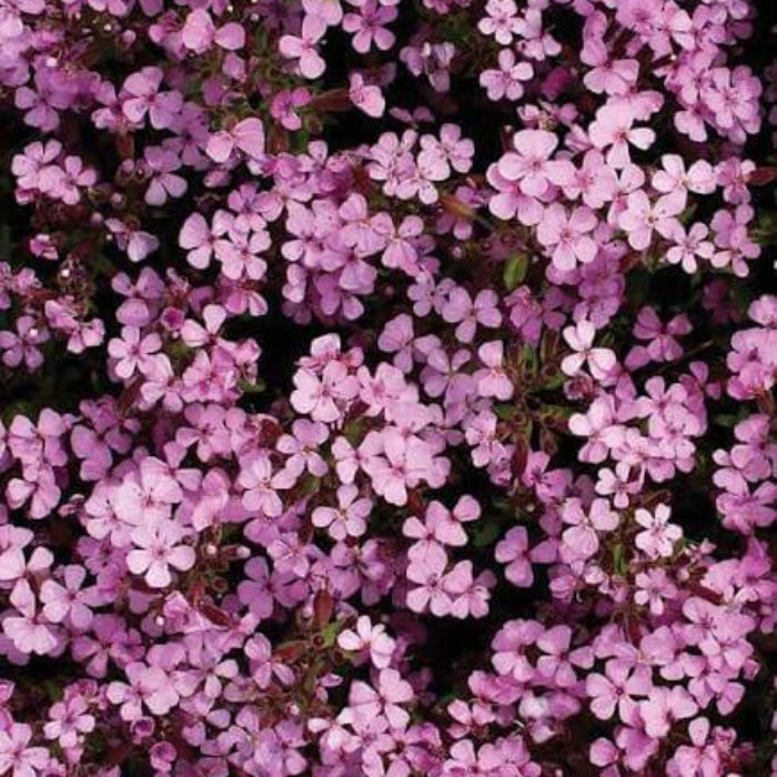 Rock Soapwort Seeds - Heirloom Flower Plant for Home Gardens