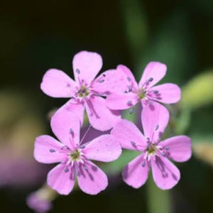 Rock Soapwort Seeds - Heirloom Flower Plant for Home Gardens