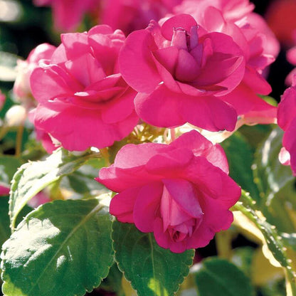 Rockapulco Seeds - Heirloom Flower Plant for Home Gardens