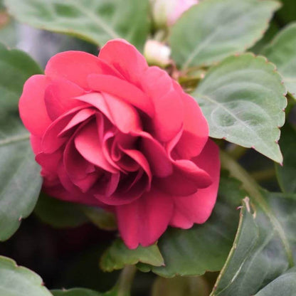 Rockapulco Seeds - Heirloom Flower Plant for Home Gardens