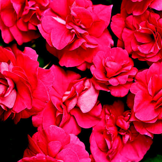 Rockapulco Seeds - Heirloom Flower Plant for Home Gardens