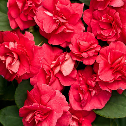 Rockapulco Seeds - Heirloom Flower Plant for Home Gardens