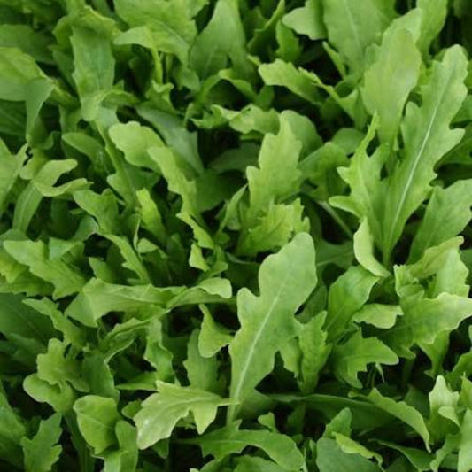 Rocket Arugula Seeds - Heirloom Vegetable Plant for Home Gardens
