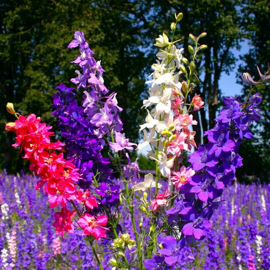 Rocket Larkspur Seeds - Flower Plant