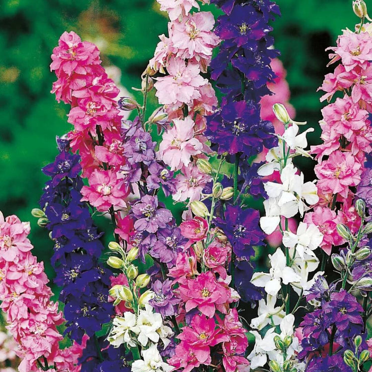 Rocket Larkspur Seeds - Flower Plant
