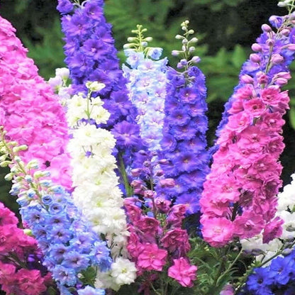 Rocket Larkspur Seeds - Flower Plant
