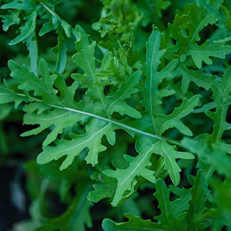 Rocket Salad Arugula Seeds