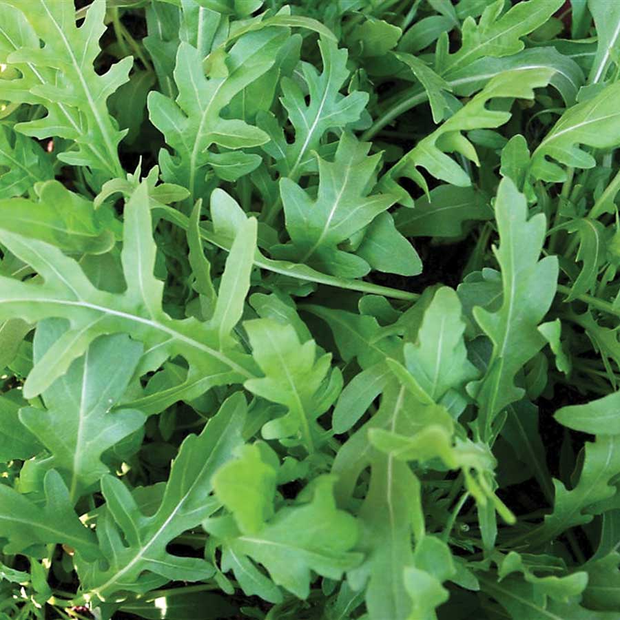 Rocket Salad Arugula Seeds