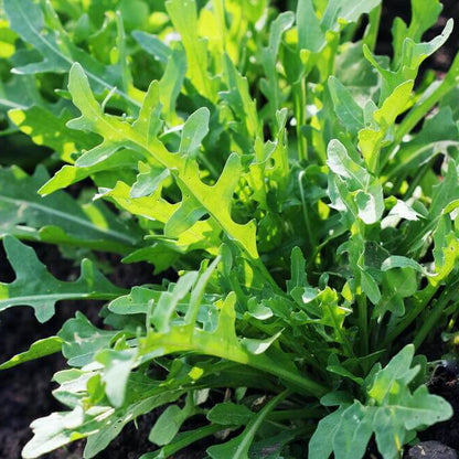 Rocket Salad Arugula Seeds