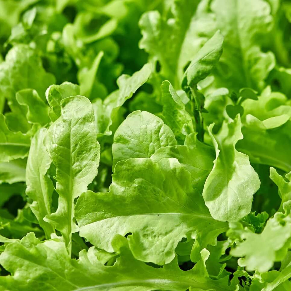 Rocket Salad Arugula Seeds