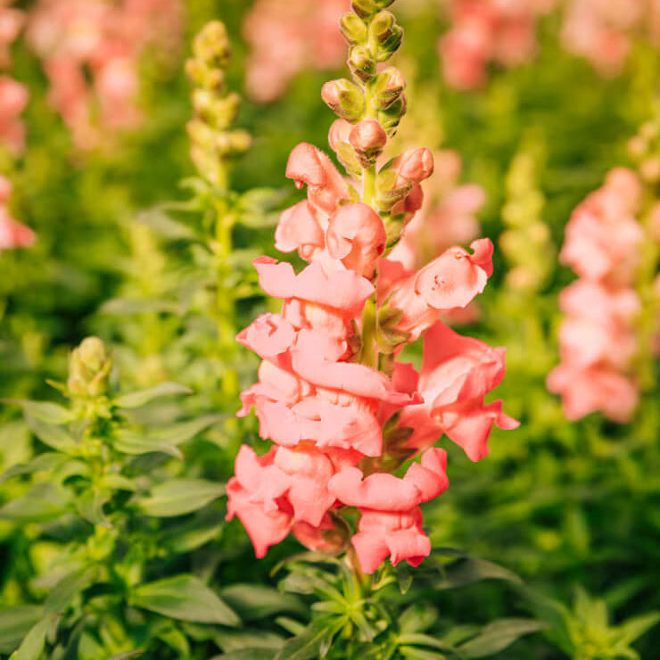 Rocket Snapdragon Seeds - Flower Plant