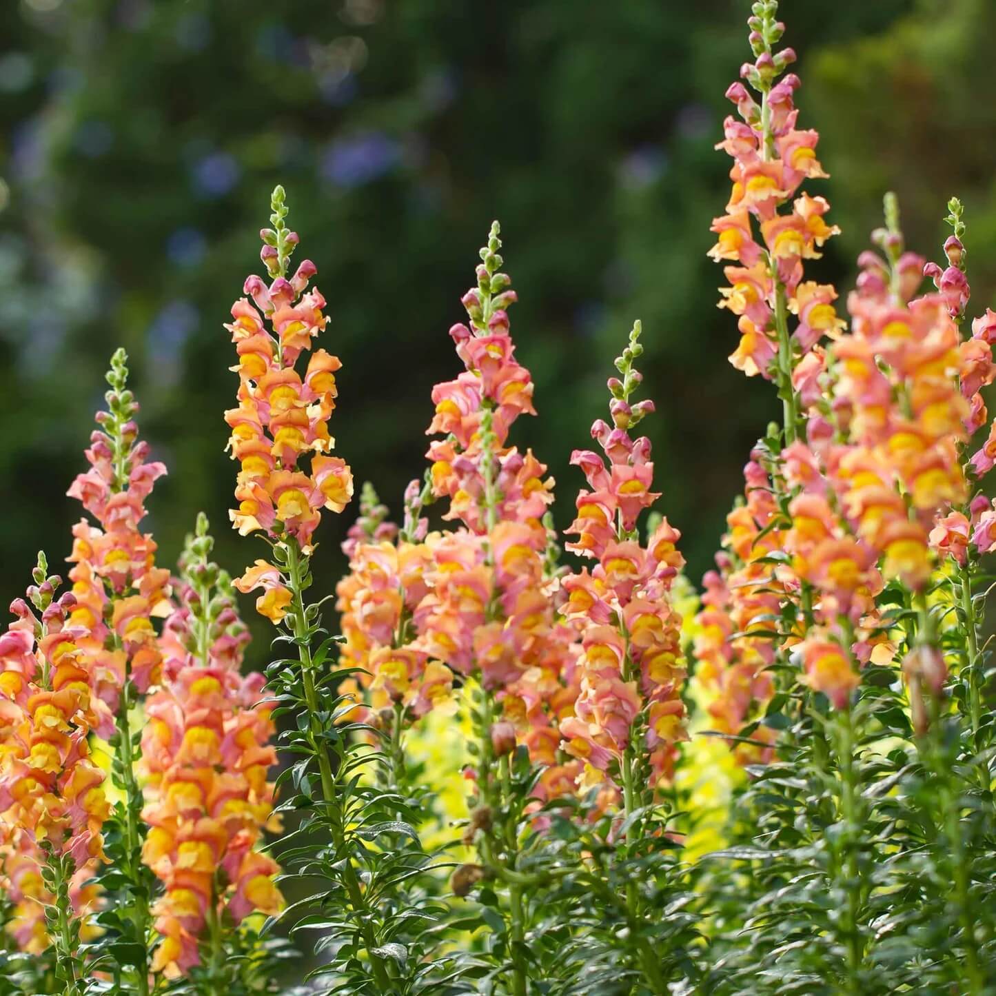 Rocket Snapdragon Seeds - Flower Plant
