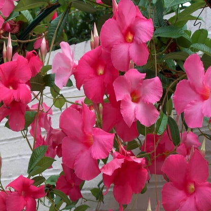 Rocktrumpet Seeds