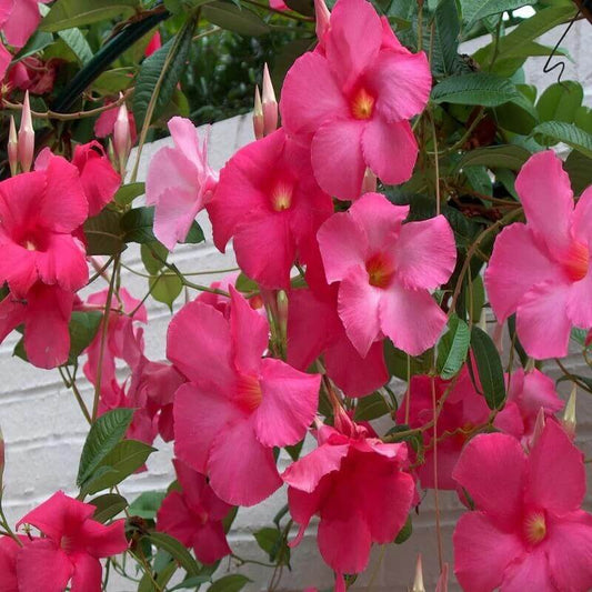 Rocktrumpet Seeds