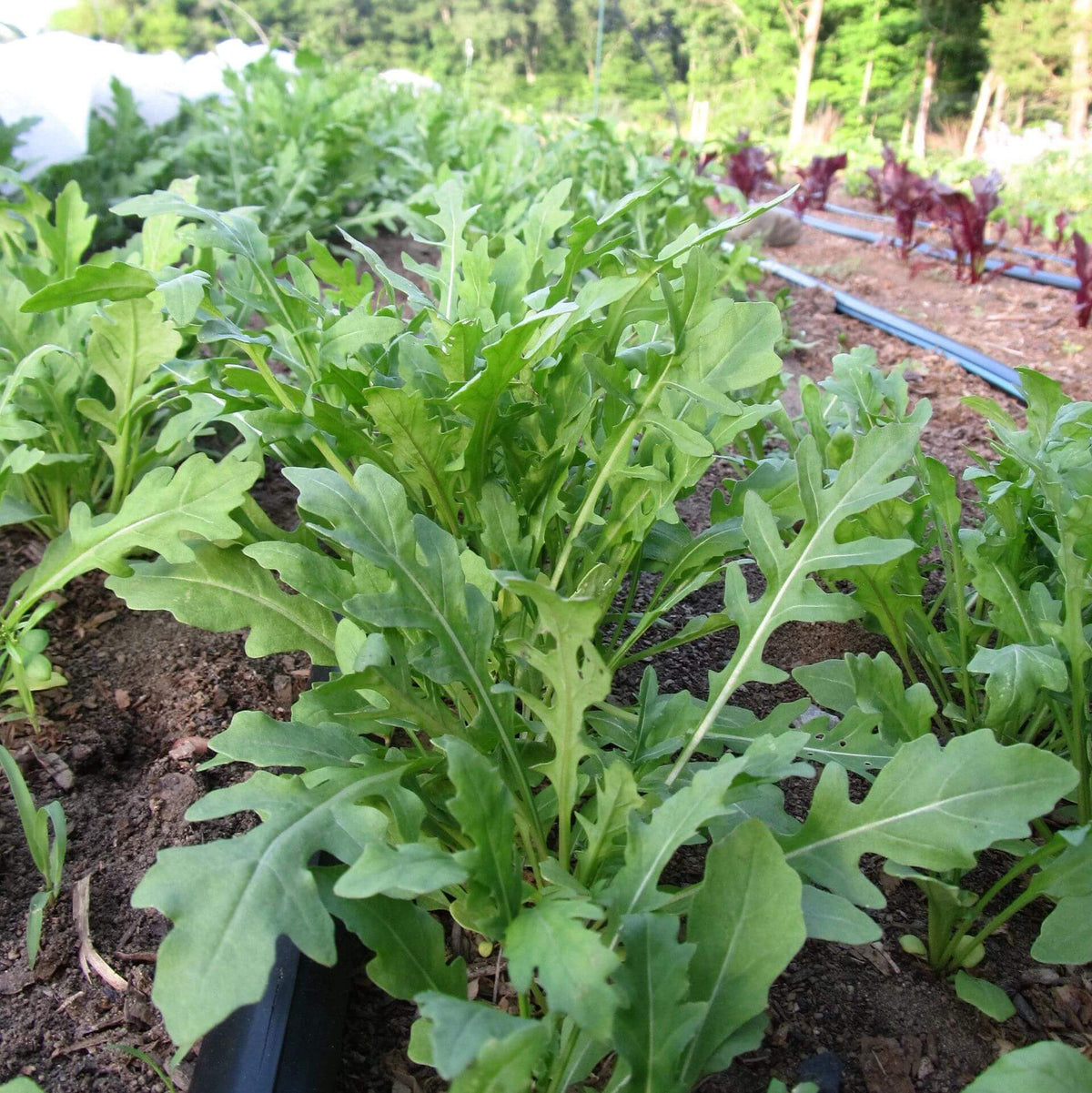 Rocky Arugula Seeds - Heirloom Vegetable Plant for Home Gardens