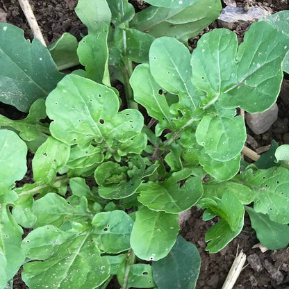 Rocky Arugula Seeds - Heirloom Vegetable Plant for Home Gardens