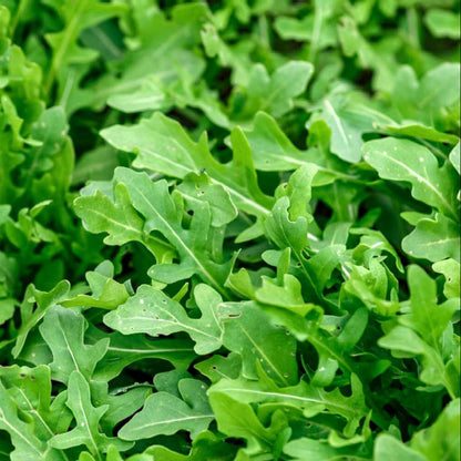 Rocky Arugula Seeds - Heirloom Vegetable Plant for Home Gardens
