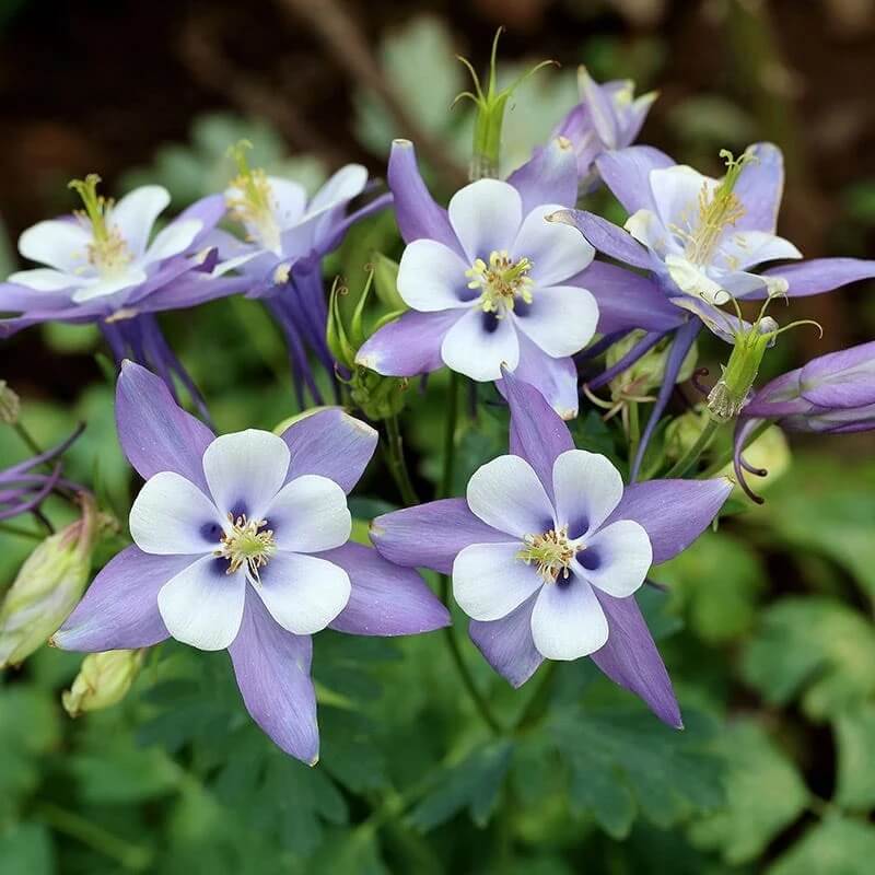 Rocky Mountain Blue Columbine Seeds 