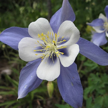 Rocky Mountain Blue Columbine Seeds 