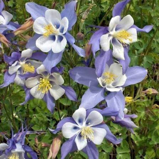 Rocky Mountain Blue Columbine Seeds 