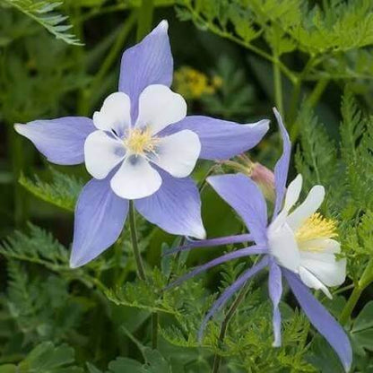 Rocky Mountain Blue Columbine Seeds 
