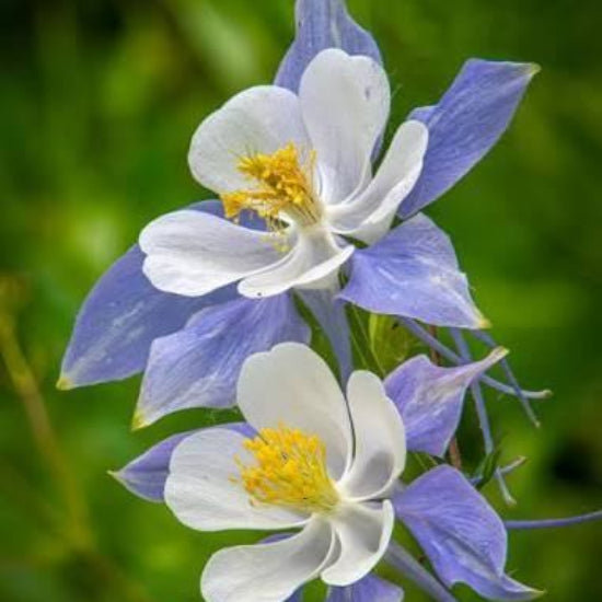 Rocky Mountain Columbine Seeds